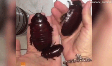 Kinh di gian khong lo luc nhuc tren tay nguoi, duoc lam thu cung-Hinh-2