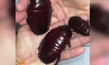 Kinh di gian khong lo luc nhuc tren tay nguoi, duoc lam thu cung