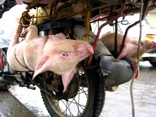 Quốc tế sốc với những hình ảnh “rùng rợn” về lợn Việt Nam