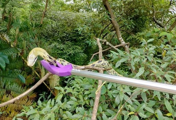 Đang giặt quần áo bên sông, choáng váng khi đụng độ quái vật khổng lồ 