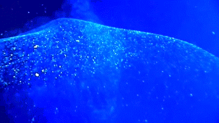 Sau khi xem được video, một số chuyên gia đã nhận ra bong bóng khổng lồ kỳ lạ này là trứng mực hiếm.