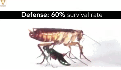 Chỉ cần lơ là một chút, con gián sẽ bị biến thành xác sống, trở thành vật chủ mặc cho tò vò điều khiển và lợi dụng.