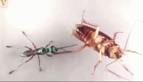 Mặc dù sử dụng chân sau để liên tục đá vào người con tò vò thế nhưng toàn bộ quá trình phản kháng của con gián cực kỳ nguy hiểm.