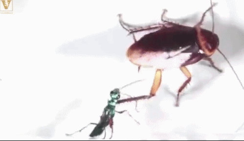 Một khi con tò vò tiếp cận và chích được vào cơ thể con gián, nó sẽ làm tê liệt mô não của con gián, biến con gián thành xác sống, dùng máu và thịt của con gián để nuôi dưỡng trứng và sau đó là ấu trùng tò vò.