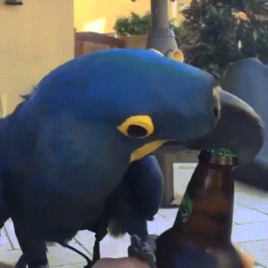 Vẹt thông minh giúp chủ mở nắp chai bằng chiếc mỏ cứng cáp của mình.