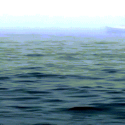 Màn chào hỏi bất ngờ của cá voi khổng lồ.