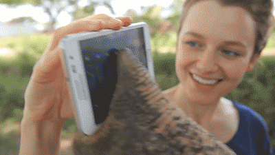  Bức ảnh động cho thấy cảnh con voi chơi điện thoại cảm ứng một cách đầy thích thú.