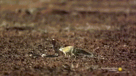 Hình ảnh động thú vị "tường thuật" màn kịch chiến thót tim giữa sóc đất và rắn hổ mang.