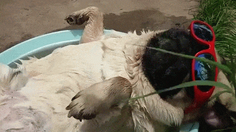 Ngày nắng cũng như ngày mưa, thời tiết không hề ảnh hưởng đến thói quen tắm hàng ngày của chú chó này. Khi nắng, chú chó thông minh này tậu ngay kính râm sành điệu để thỏa mãn thói ưa sạch sẽ của mình.