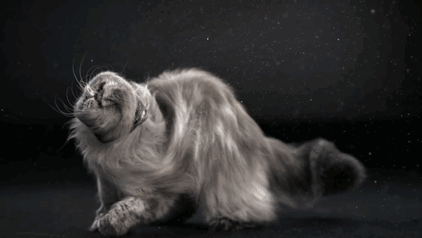 Dự án mới nhất của cô có tên là "Shake Cats" - "Những con mèo lúc lắc" đã ghi lại khoảnh khắc lắc mình đầy cảm hứng của hơn 60 con mèo, hầu hết đều là những con mèo đáng thương được giải cứu.