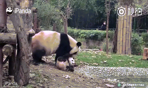 Không còn cách nào khác, gấu trúc con đành để mẹ kéo đi và thả xuống nước một cách vô cùng bị động. (Nguồn iPanda)