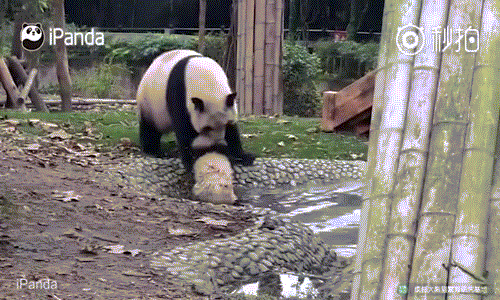 Một lần nữa, chú ta bị mẹ đẩy ngã trở lại trong nước khi đang cố gắng leo lên. (Nguồn iPanda)