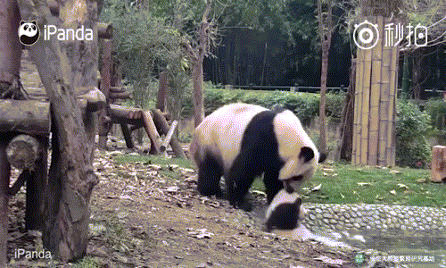 Tuy nhiên ngay khi rơi xuống nước, chú gấu trúc con lười tắm đã tìm cách bò lên bờ. (Nguồn iPanda)