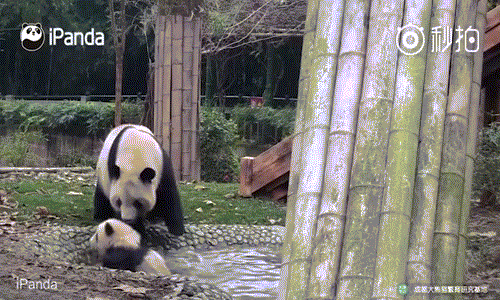Chú ta tìm được phía thoáng hơn và nhanh nhẹn trèo lên bờ, chạy trốn khỏi cảnh tắm rửa. (Nguồn iPanda)