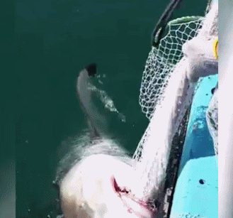 Anh Nic Wilks, trong khi đánh cá ngoài khơi Port Pirie ở phía bắc Adelaide, Australia cùng với cha của mình đã gặp tình huống vô cùng kịch tính. Khi anh thu lưới, một con cá mập trắng tấn công và kiên quyết muốn cướp lưới của anh. (Nguồn Sina)