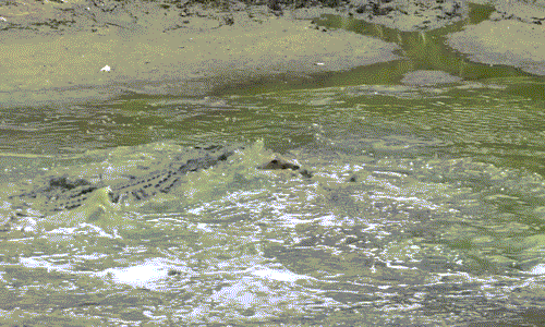 Vài giây sau khi nó bị con cá sấu khổng lồ đầu tiên tấn công, linh dương trẻ tuổi chết thảm trong hàm một con cá sấu khổng lồ khác. Kẻ kiên nhẫn chờ đợi bấy lâu để được "dây máu ăn phần".