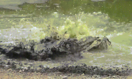 Sau khi bị cá sấu tấn công, linh dương trẻ tuổi cố gắng vùng thoát nhưng tất cả những nỗ lực của nó chỉ là vô ích.