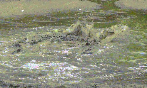 Bi kịch của linh dương "trẻ người non dạ" diễn ra vào khoảng 10h45 đến 11h. Chỉ vì ngây thơ, con linh dương đã trở thành bữa trưa vui vẻ của hai con cá sấu lớn.