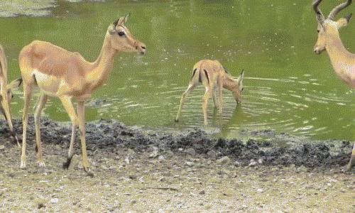 Nó không ngờ ngay khi vừa bước hẳn xuống nước để uống thì cá sấu trở mặt tấn công bất ngờ. Dính phải đòn tấn công chớp nhoáng của cá sấu, linh dương trẻ tuổi thất thủ ngay lập tức.