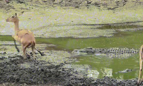 Nhận thức được nguy hiểm, linh dương trẻ tuổi vội vã bỏ trốn. Tuy nhiên khi thấy cá sấu khổng lồ không có bất cứ động tĩnh nào, linh dương trẻ tuổi yên tâm hơn, mạnh dạn bước hẳn xuống nước để giải khát.