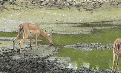 Dennis Varty, một khách du lịch khám phá thiên nhiên hoang dã ở khu vực Sweni Hide thuộc vùng trung tâm Vườn quốc gia Kruger, Nam Phi đã ghi lại được cảnh tượng kịch tính khi linh dương tội nghiệp cả tin chết thảm dưới hàm cá sấu.