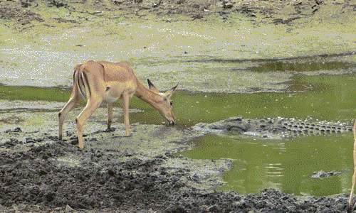 Theo Dennis Varty chia sẻ, khi đó cả gia đình anh và đoàn du khách đang theo dõi hoạt động của đàn linh dương Impala tại một đầm lầy nhỏ, có rất ít nước thì đột nhiên một con cá sấu khổng lồ từ từ tiến đến phía linh dương trẻ tuổi.