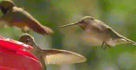 Chim ruồi xấu tính đẩy bạn ngã để hút mật hoa.