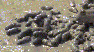 Quái thú xấu lạ, cá thòi lòi khạc bùn đầy kinh dị.