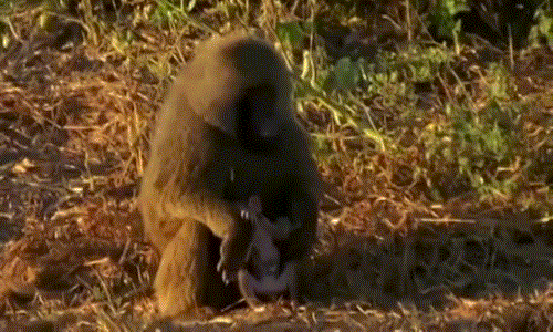 Sau khi khỉ con ngừng thở, khỉ đầu chó đực đầu đàn mới buông tha và bỏ đi.