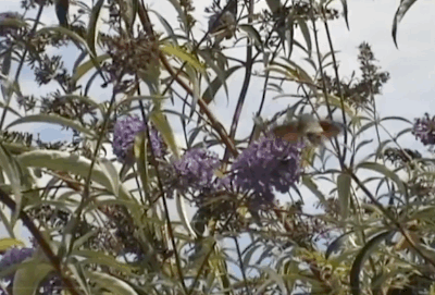 Mới nhìn qua, bạn sẽ nghĩ ngay đây chính là một con chim ruồi đang tìm cách hút mật hoa bằng kỹ năng bay ổn định điêu luyện và chiếc vòi dài của mình. Nhưng nếu như nhìn kỹ, bạn sẽ thấy đây thực ra là một con bướm đêm mạo danh chim ruồi.