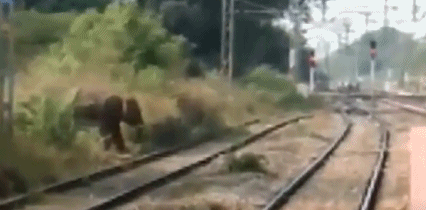 Hai hung voi dien cuong tan cong nha, xe cua con nguoi-Hinh-3