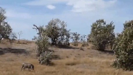 Lon rung me tuyet vong chien dau bao dom de cuu con-Hinh-2