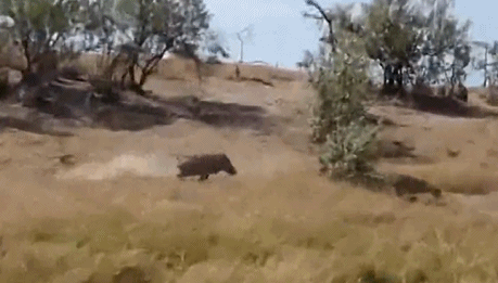 Lon rung me tuyet vong chien dau bao dom de cuu con-Hinh-4