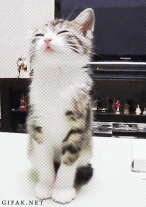 Bị bắt phải nghe "giảng đạo" vì quá nghịch ngợm. Mèo con ngủ gật, ngã trái ngã phải. (Nguồn Bored Panda)