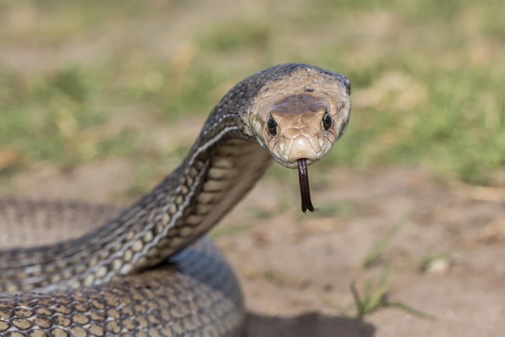 Đến nghĩa trang viếng bà, đứng tim đụng độ "độc vật" ghê gớm 