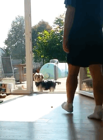 Mặc dù cửa vẫn mở thế nhưng phải đến khi chủ nhân làm động tác mở khóa, chú chó ngốc nghếch này mới bước vào nhà. Nó hoàn toàn không nhận ra lớp cửa kính đã được mở sẵn.