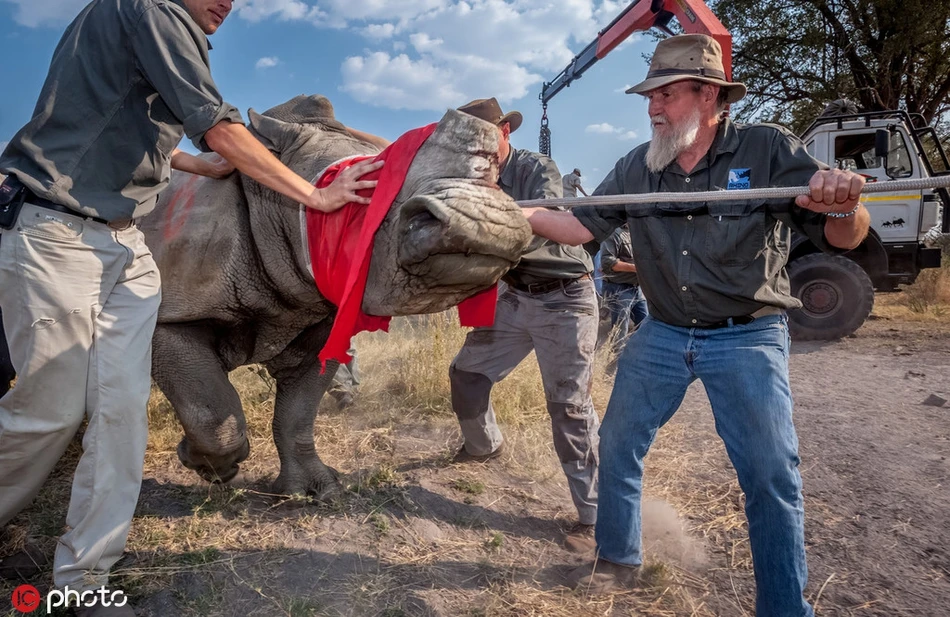Xót xa tê giác run bần bật khi bị con người cắt sừng