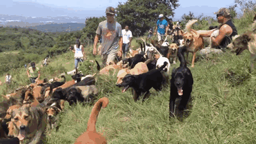 Nếu bạn đang tìm kiếm một người đồng hành trung thành, đáng yêu, hãy tới Land of the Strays và nhận nuôi một chú chó. (Theo Boredpanda)