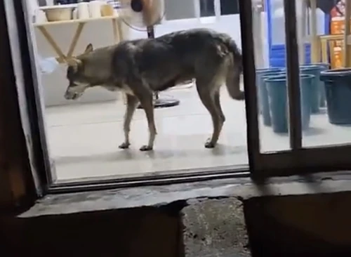 Chó hoang cào cửa liên tục, nào ngờ “linh thú” đến trả ơn