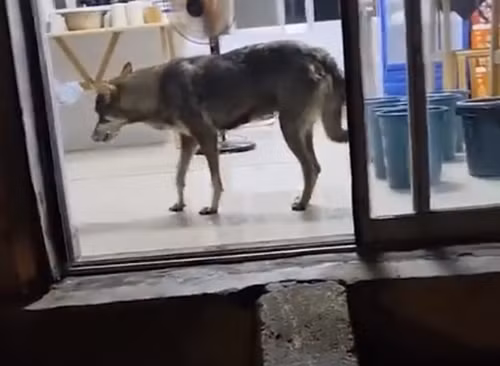 Chó hoang cào cửa liên tục, nào ngờ “linh thú” đến trả ơn