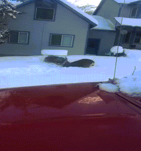 Hươu hoang dã kịch chiến trước mũi ô tô.