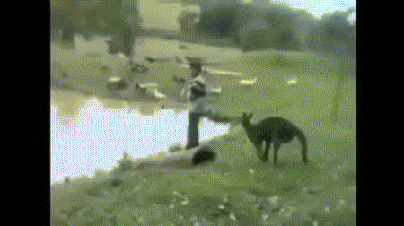 Khi kangaroo chơi khăm con người.