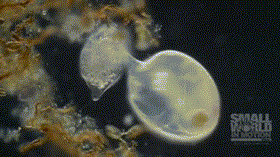 Thế giới tàn khốc của những kẻ săn mồi qua hình ảnh động vi mô.