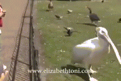 Cá giãy chết kịch liệt trong cổ bồ nông.