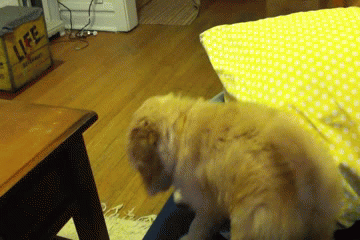 Muốn thể hiện kĩ năng nhảy xa mới học được của loài mèo nhưng chú chó làm trò hề một lần nữa khi không biết tự lượng sức mình.