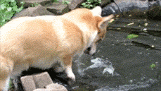 Bực mình vì bị đàn cá trêu đùa nãy giờ, chú chó Corgi uất hận quyết tâm phải bắt được một con dù là cá nhỏ.