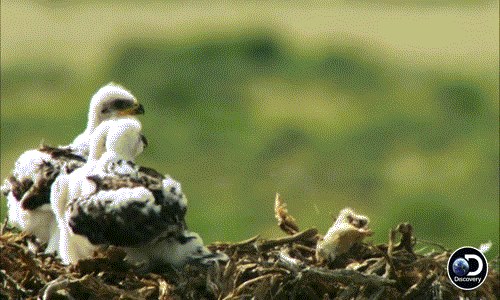 Khi đàn con chưa đủ no, diều hâu mẹ sẽ không dừng lại. Chỉ đặt mồi vào tổ, diều hâu mẹ lại hớt hải đi kiếm ăn.