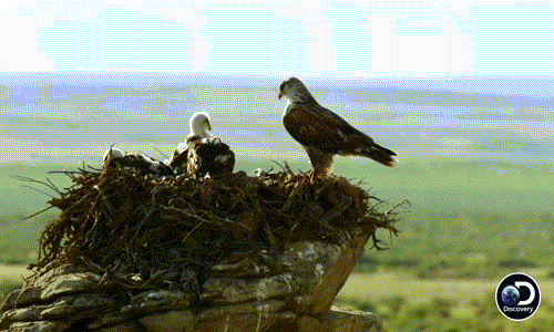  Tình mẫu tử thiêng liêng của diều hâu ferruginous là một trong những điều tuyệt vời nhất của thế giới tự nhiên, khiến nhiều người cảm phục.