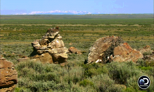 Làm tổ trên một mỏm đá cao và thoáng đãng diều hâu mẹ có thể tạm thời yên tâm khi rời tổ đi kiếm mồi. Tuy vậy, khi đàn con chưa thể bay, mọi mối nguy hiểm vẫn còn đó.