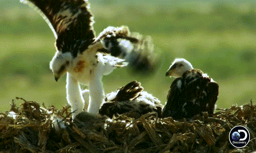 Khi những đứa con tạm no, lúc đó diều hâu mẹ mới nghỉ ngơi và bổ sung dinh dưỡng cho mình.